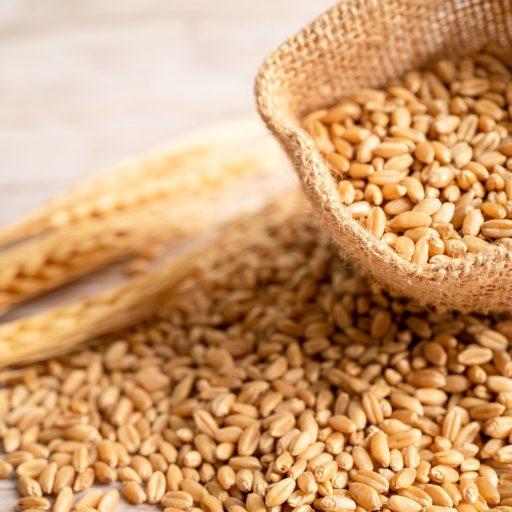 Grains and wheat ears from organic agriculture farm.
